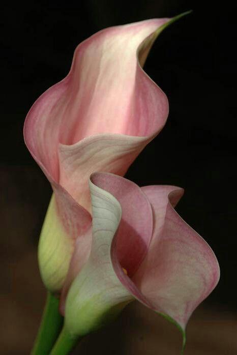 Silent Sonata of Pastel Petal Harmony